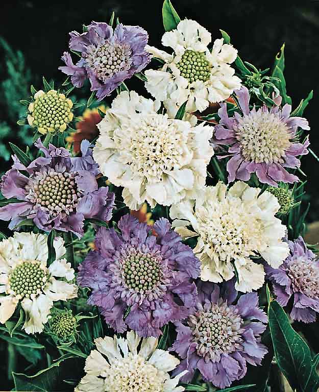 Scabiosa House's Hybrids - Scabiosa caucasica