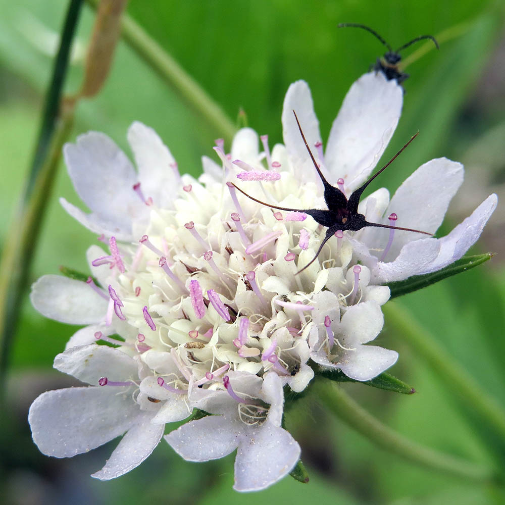 Scabiosa Starflower Flower