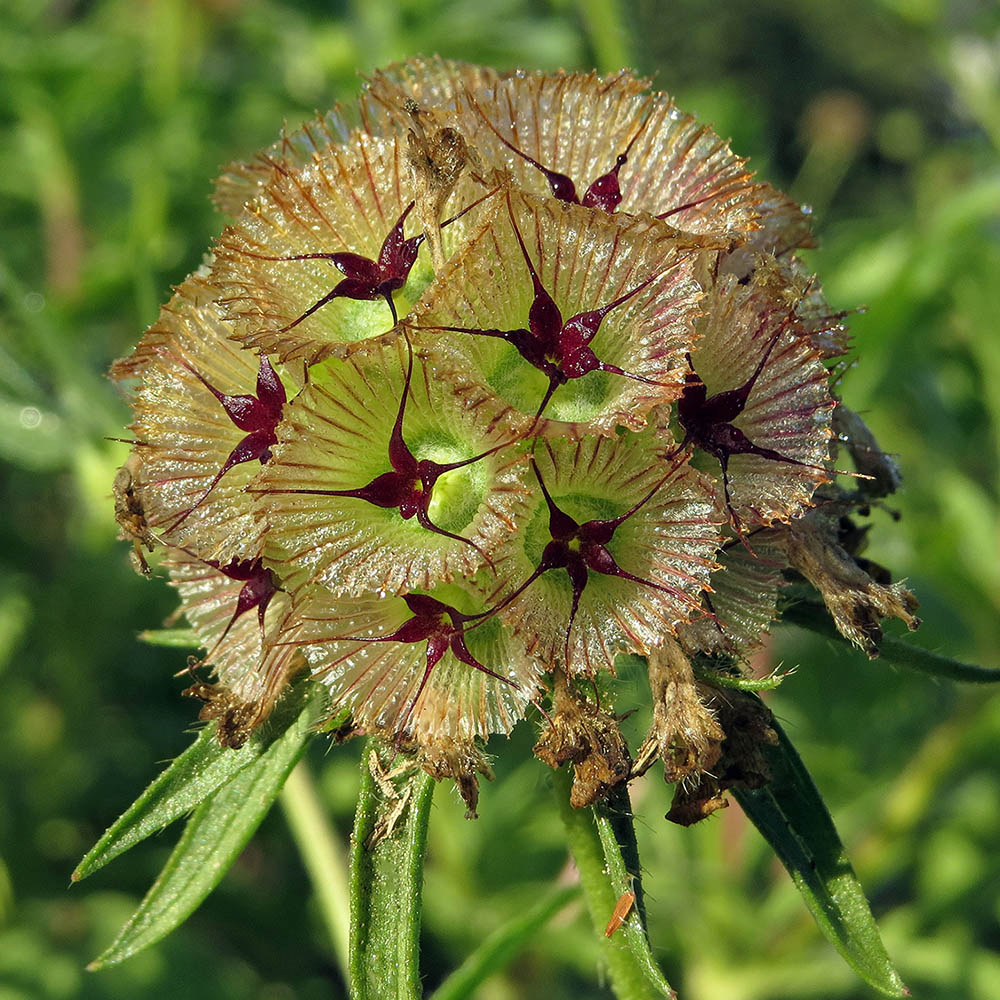 Scabiosa Starflower