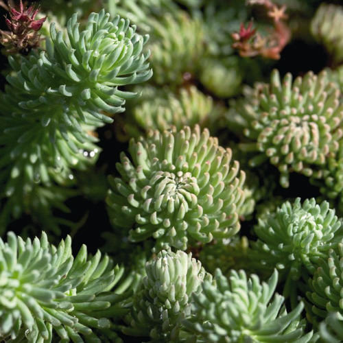 Oracle sedum Oracle sedum