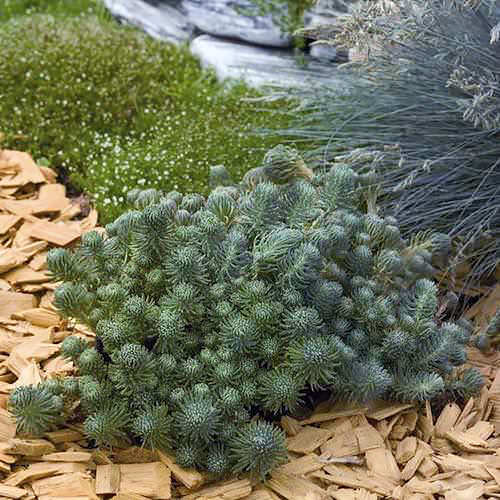 Oracle sedum Sedum Oracle - Sedum fosterianum
