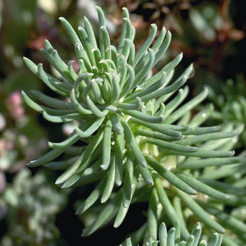 Oracle sedum Sedum fosterianum Oracle