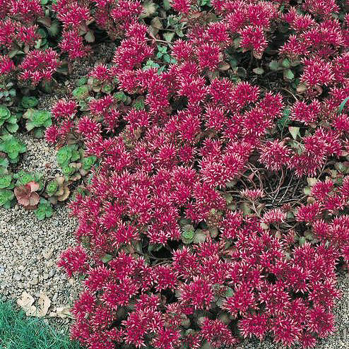 Red Carpet sedum Sedum Red Carpet - Sedum spurium coccineum