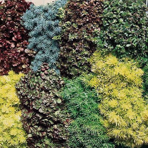 Rock Garden Blend sedum Sedum Rock Garden Blend - Sedum spp.