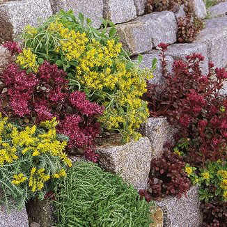 Rock Garden Blend sedum Rock Garden Blend sedum