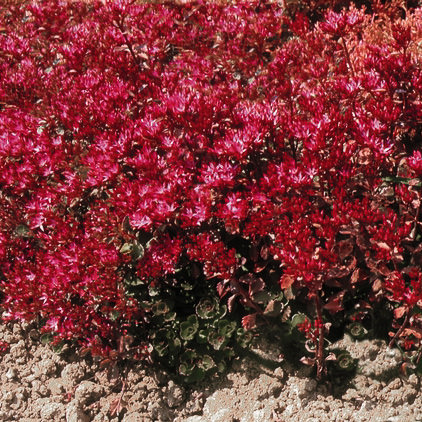 Red Carpet Sedum Seeds Perennial Flower