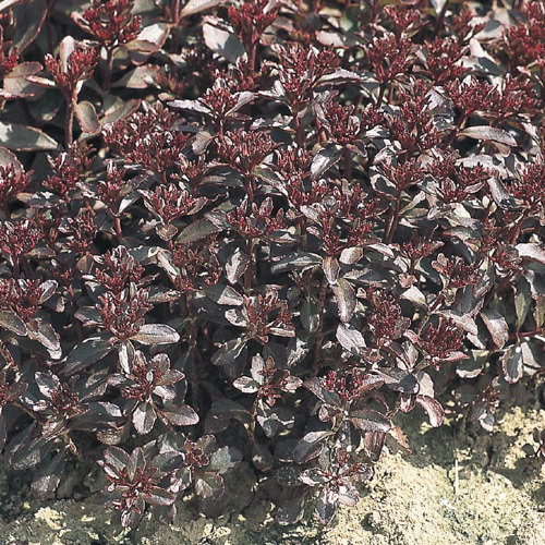 Voodoo sedum bronze-red foliage Sedum spurium Voodoo