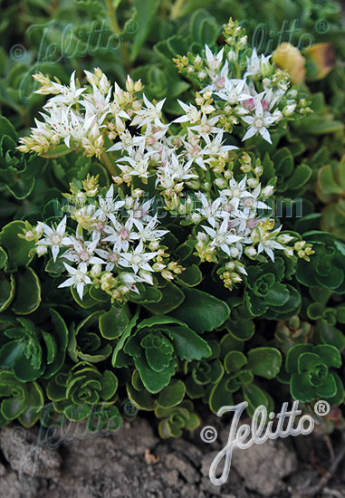 Summer Snow sedum Sedum Summer Snow - Sedum spurium