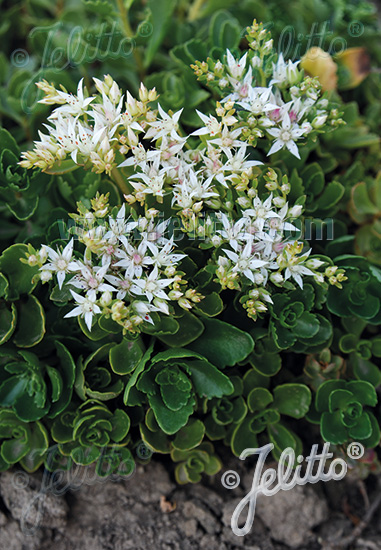 Sedum Summer Snow - Sedum spurium