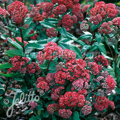 Emperor's Waves sedum Sedum Emperor's Waves - Sedum telephium