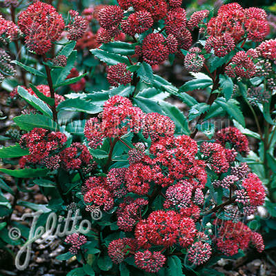 Sedum Emperor's Waves - Sedum telephium