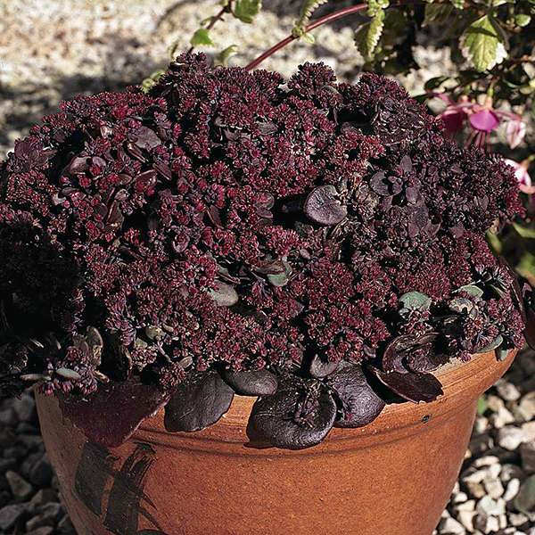 Turkish Delight sedum Sedum Turkish Delight - Sedum ussuriense