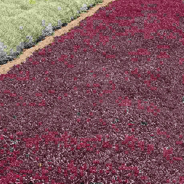 Voodoo sedum Sedum Voodoo - Sedum spurium