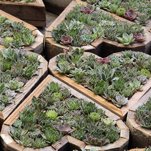 Winter Hardy Mix sempervivum planted inside hearts Winter Hardy Mix sempervivums