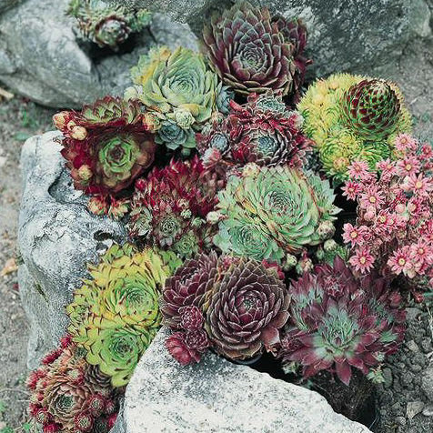 Winter Hardy Mix sempervivum Winter Hardy Mix sempervivum - Sempervivum spp.