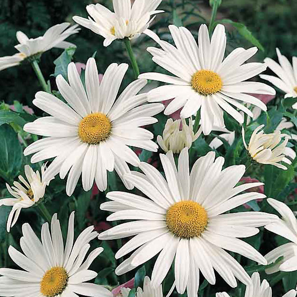 Alaska shasta daisy Alaska Shasta Daisy