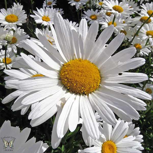 Alaska shasta daisy Alaska Shasta Daisy