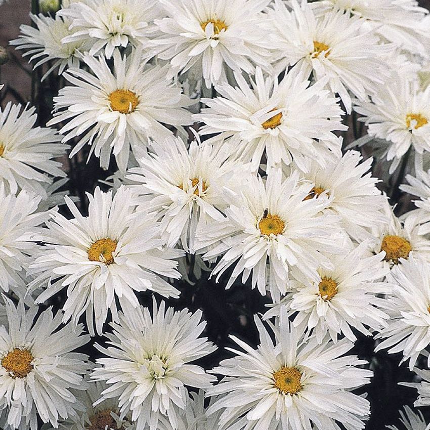 Shasta Daisy Crazy Daisy - Leucanthemum x superbum