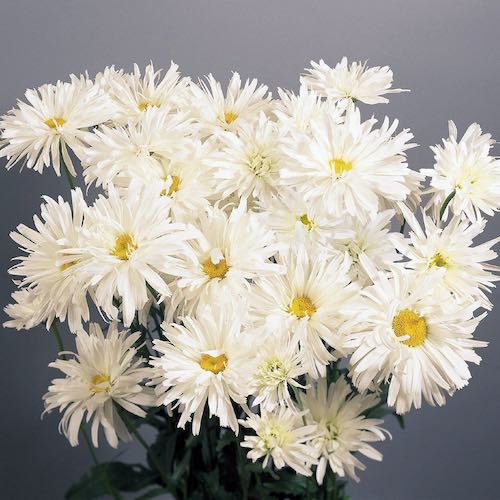 Shasta Daisy Crazy Daisy - Leucanthemum x superbum