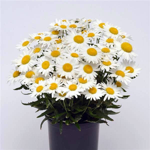 Shasta Daisy Madonna plant