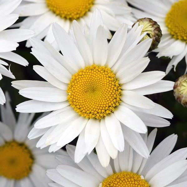 Shasta Daisy Madonna flowers