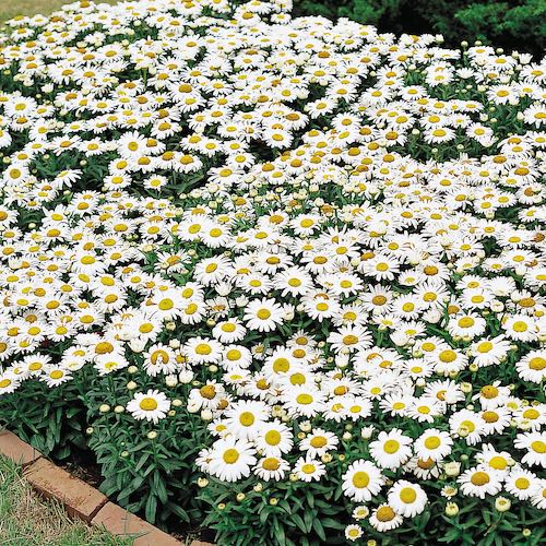 Shasta Daisy Snow Lady - Leucanthemum x superbum