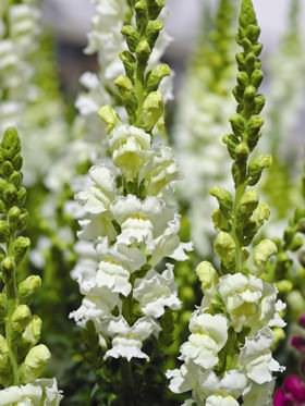 Aromas Hybrid French Vanilla snapdragon Snapdragons Aromas Hybrid French Vanilla