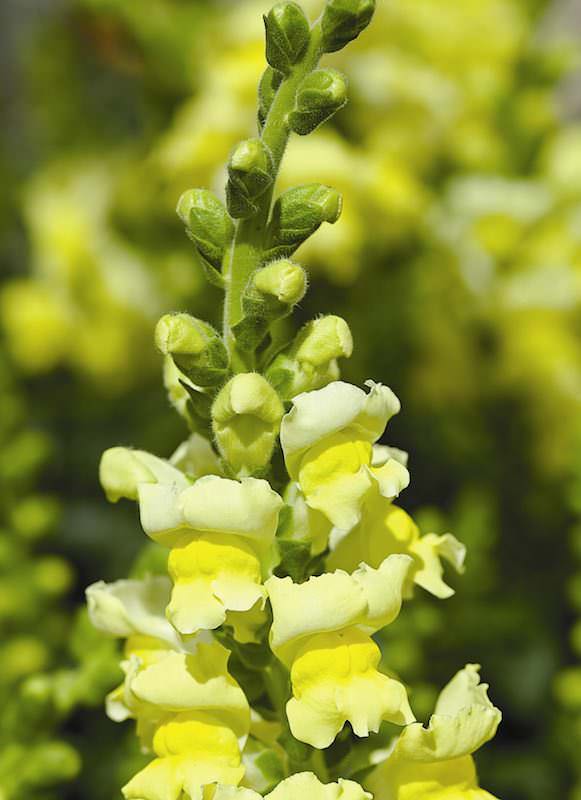 Aromas Hybrid Fresh Lemon snapdragon Snapdragons Aromas Hybrid Fresh Lemon