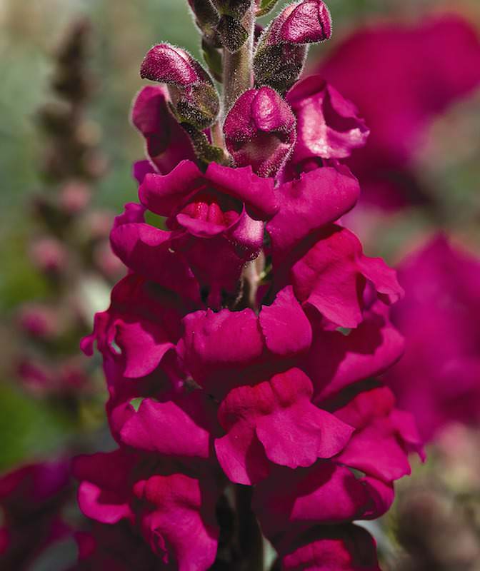 Aromas Hybrid Magenta Mist snapdragon Snapdragons Aromas Hybrid Magenta Mist