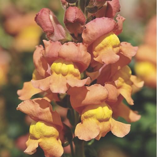 Aromas Hybrid Peach Breeze snapdragon Snapdragons Aromas Hybrid Peach Breeze