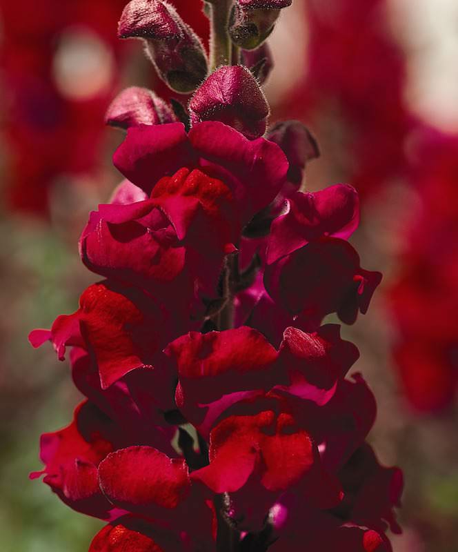 My Image 32