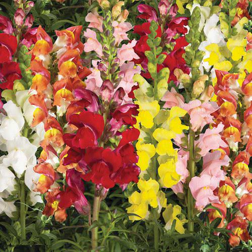 Arrow Mix snapdragon Snapdragons Arrow Mix