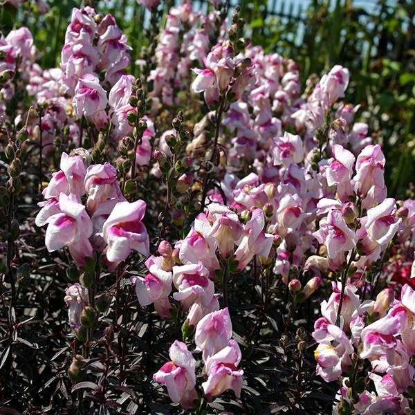 Bronze Dragon snapdragon Snapdragons Bronze Dragon