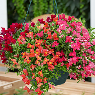 Candy Showers Mix snapdragon Snapdragons Candy Showers Mix
