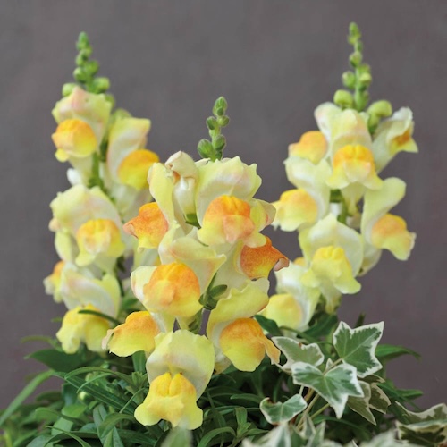 Snapdragon Candy Tops Champagne