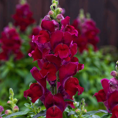 Snapdragon Candy Tops Red