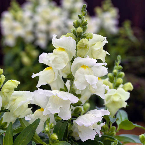 Snapdragon Candy Tops White
