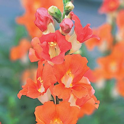 Snapdragons Chantilly Bronze