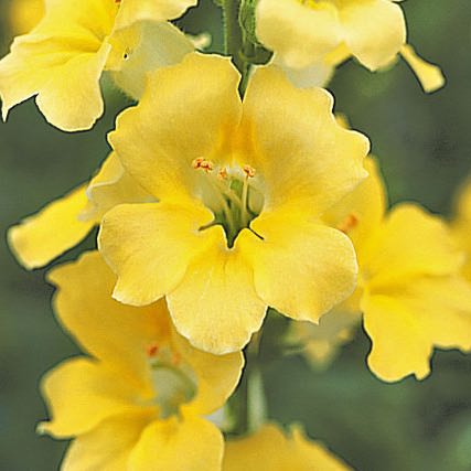 Snapdragons Chantilly Cream Yellow