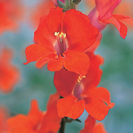 Snapdragons Chantilly Deep Orange