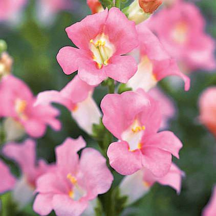 Snapdragons Chantilly Light Pink