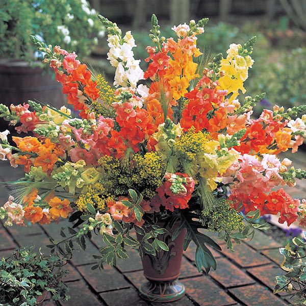 Snapdragons Chantilly Mix