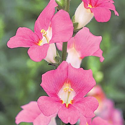 Snapdragons Chantilly Pink