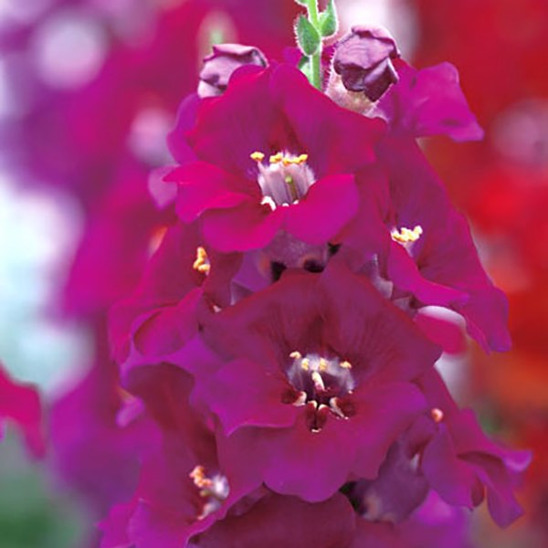 Snapdragons Chantilly Purple flower spike