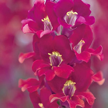 Snapdragons Chantilly Velvet flower spike