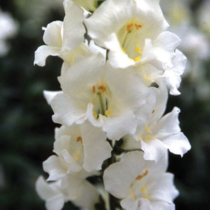 Snapdragons Chantilly White