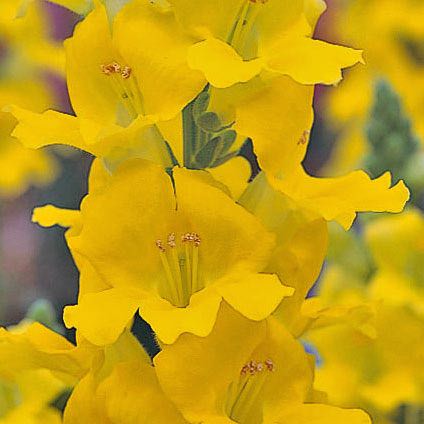 Snapdragons Chantilly Yellow butterfly-type snapdragon flowers