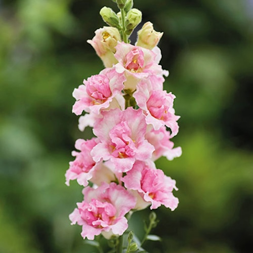 Snapdragon Doubleshot Appleblossom