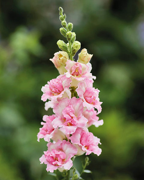 Snapdragon Doubleshot Appleblossom