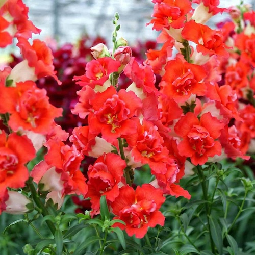 Snapdragon Doubleshot Orange Bicolor